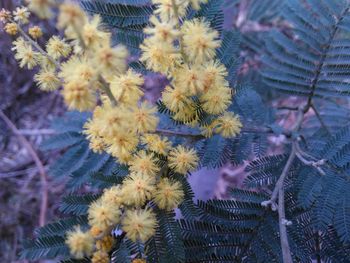 Close-up of purple flowering plant