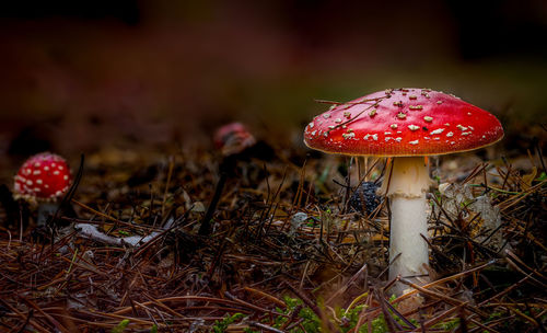 Close-up of fly agaric mushroom on field