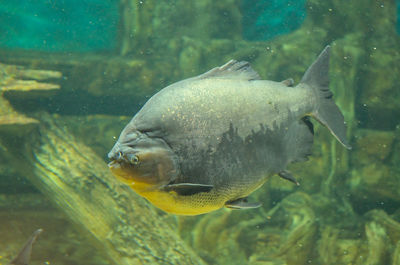 Fish swimming in sea