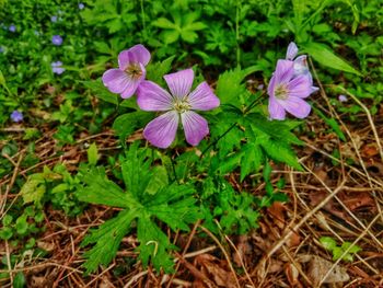 Close-up of purple flowering plants on land