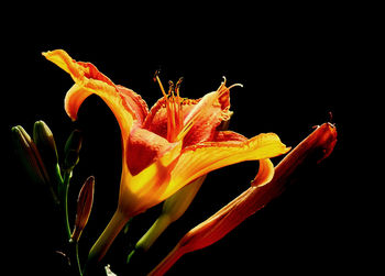 Close-up of plant over black background