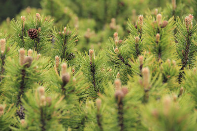 Close-up of plant