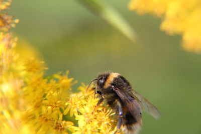 Close-up of bee pollinating on flower