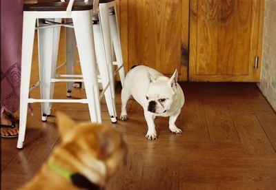 Dog lying on wooden floor