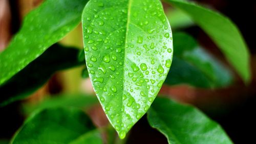 Close-up of raindrops on leaves