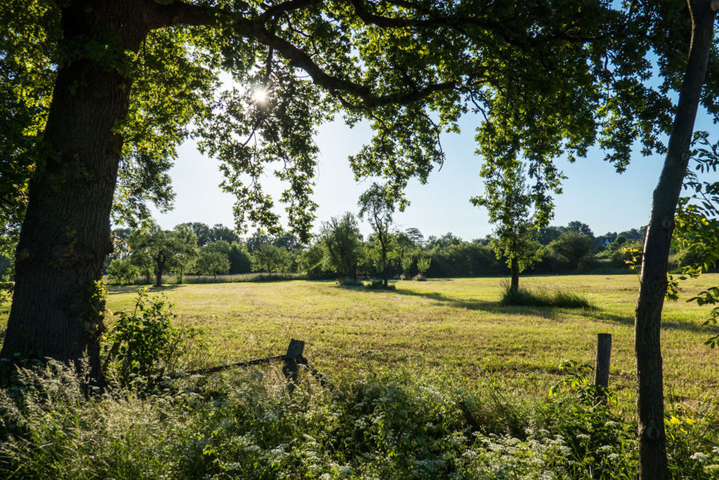 tree, grass, field, tranquility, landscape, growth, green color, tranquil scene, nature, tree trunk, rural scene, grassy, beauty in nature, scenics, sunlight, branch, sky, day, outdoors, agriculture