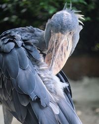 Close-up of a bird