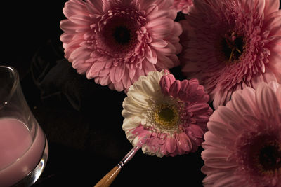 Close-up of pink daisy flower