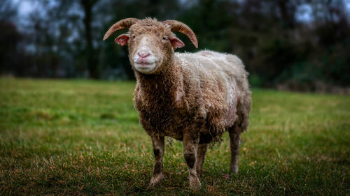 Portrait of horse standing in field