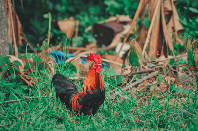 View of a bird on land