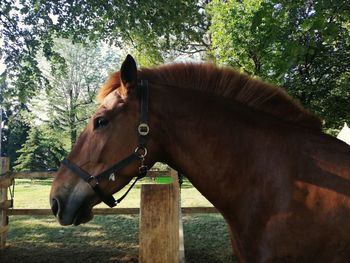 Horse beauty