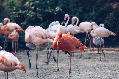 Flock of birds on field