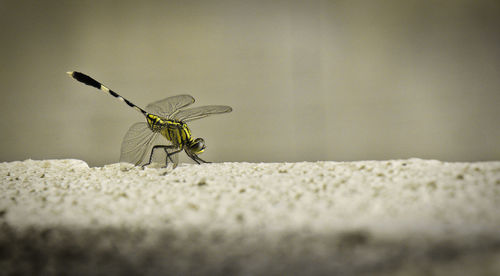 Close-up of butterfly on wall