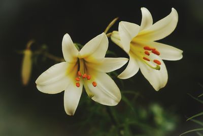 Close-up of white flowering plant against black background