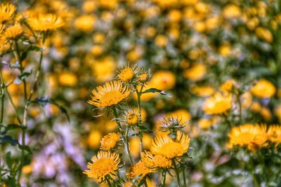 Close-up of yellow flowers blooming outdoors