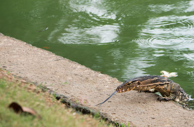 High angle view of monitor lizard on lakeshore