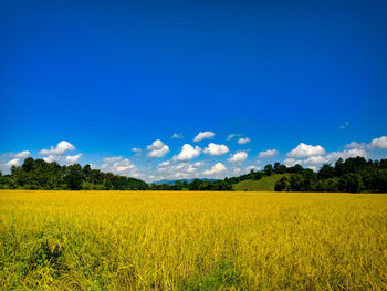 Scenic view of agricultural field against blue sky