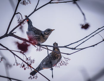 Close-up of birds perching on branch