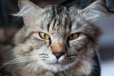 Close-up portrait of a cat