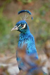 Close-up of peacock