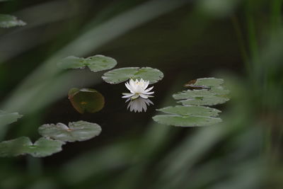 Close-up of white flowering plant