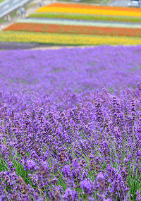 Close-up of lavender growing on field