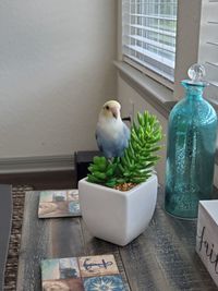 White bird perching on potted plant at home