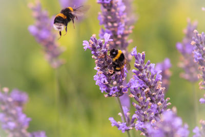 Close-up of bumblebees pollinating on lavender