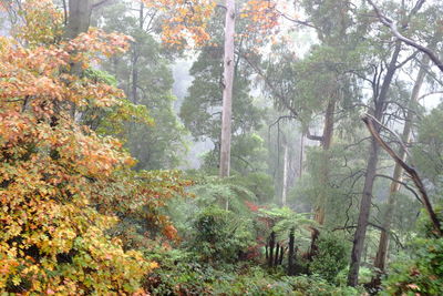 Scenic view of trees in forest