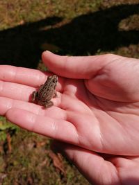 Close-up of hand holding leaf