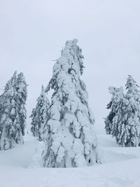 Trees on snow covered land against sky