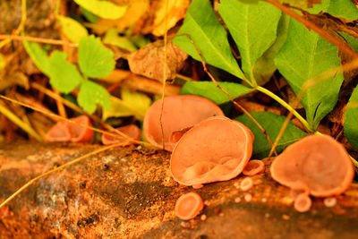 Close-up of mushroom growing on field