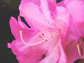 Close-up of pink flower