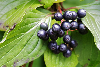 Close-up of elderberries hanging on a shrub