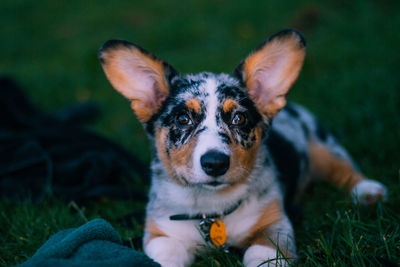 Close-up portrait of dog