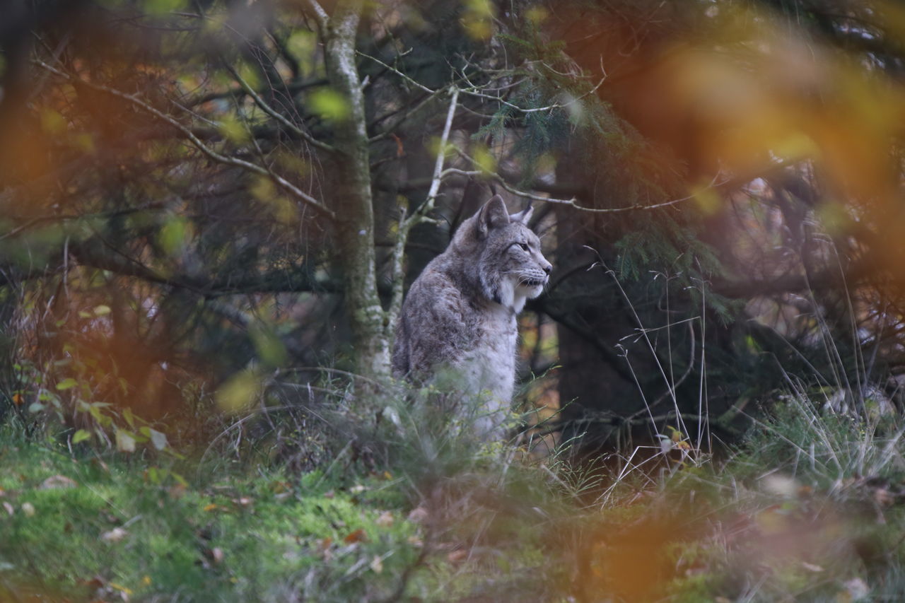 VIEW OF AN ANIMAL ON GRASS