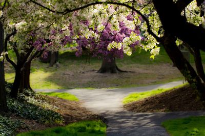 View of blooming tree