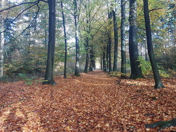 Trees in forest during autumn