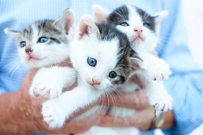 Close-up portrait of kitten