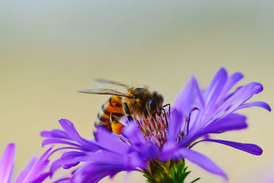 Close-up of bee pollinating on purple flower