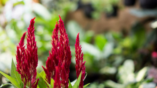 Close-up of red flower on field