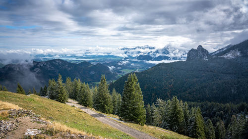 Scenic view of pine trees against sky