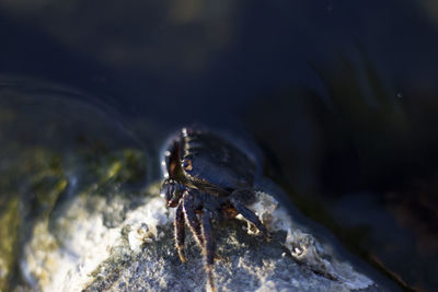 Close-up of lizard on rock