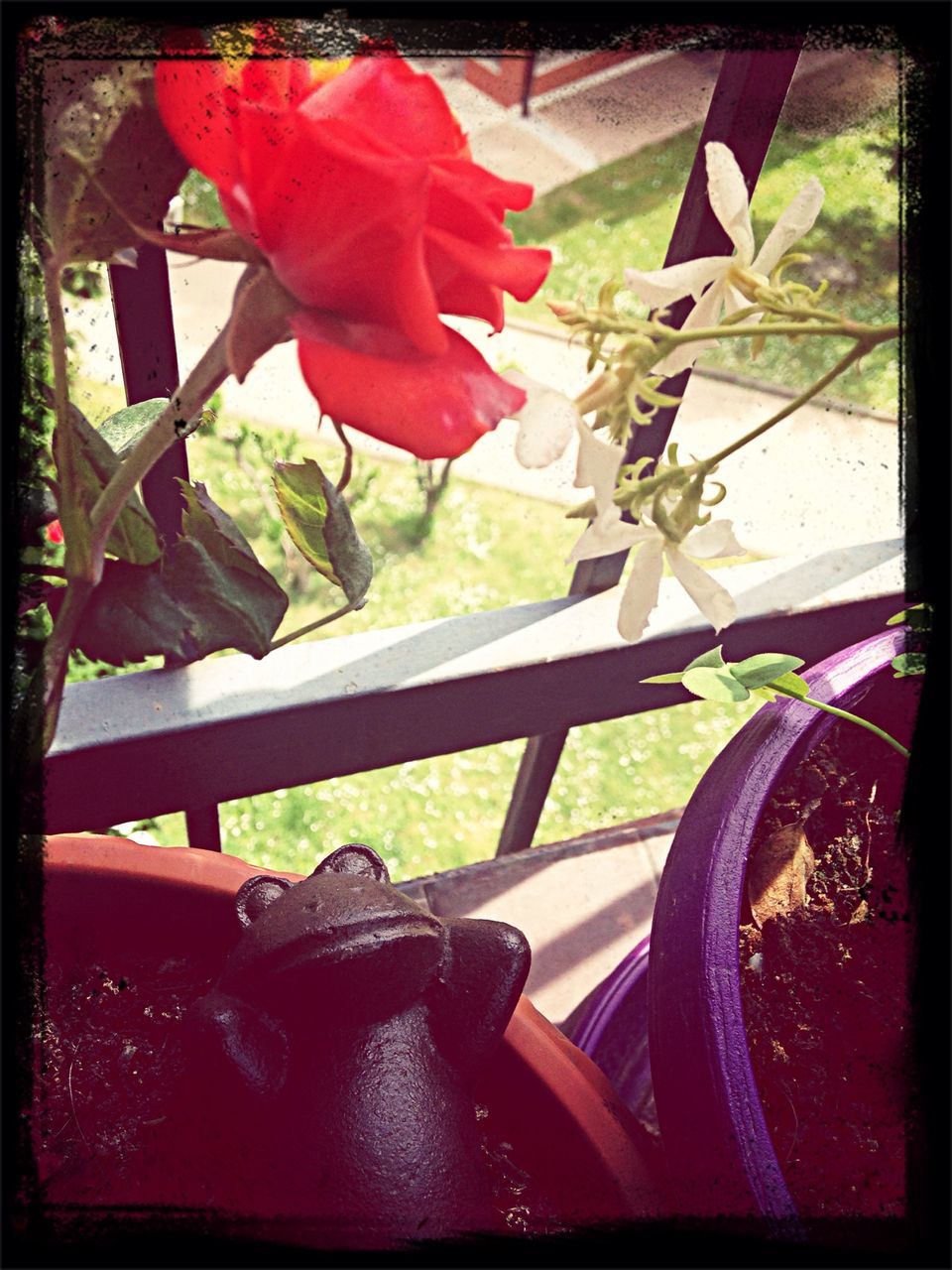 transfer print, auto post production filter, flower, indoors, red, plant, close-up, window, sunlight, growth, potted plant, day, nature, no people, glass - material, railing, balcony, chair, freshness