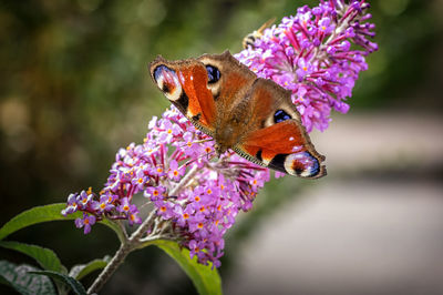 Close-up of butterfly pollinating on purple flower