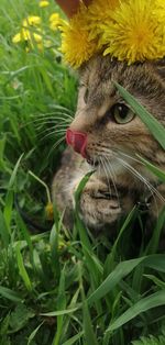 Close-up of a cat in field