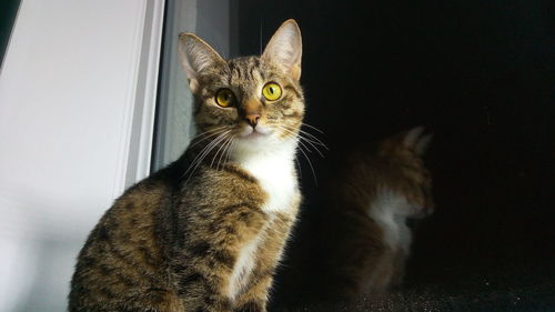 Close-up portrait of a cat at home