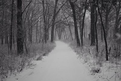 Footpath in snow covered forest