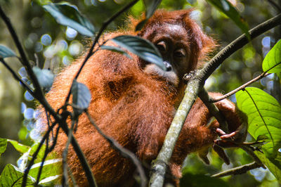 Low angle view of a sumatran orangutan among the tree branches