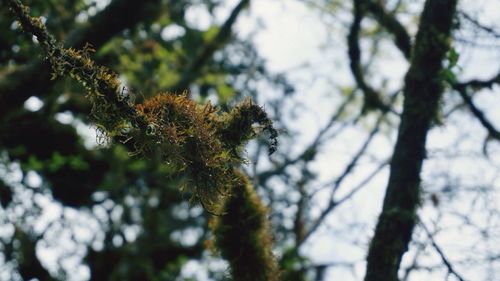 Low angle view of tree against sky